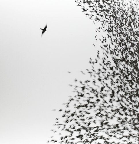 Wilco SKY BLUE SKY 180g HALF SPEED MASTER New Sealed Black Vinyl Record 2 LP